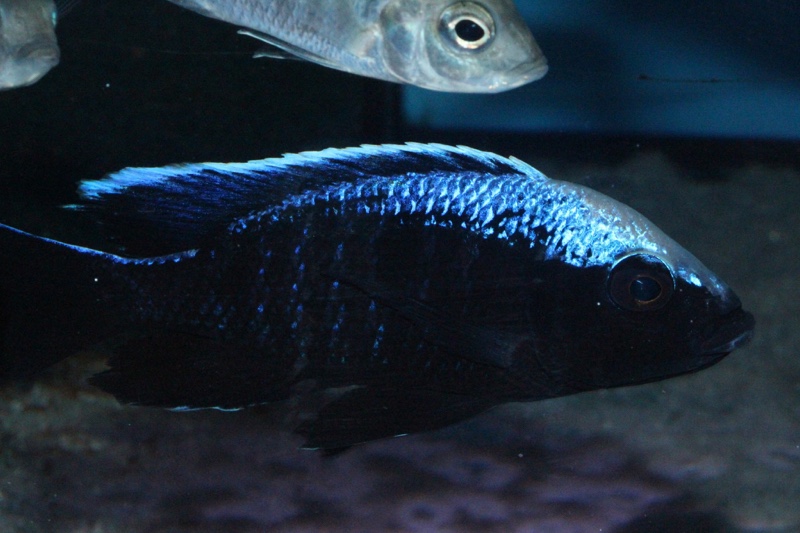 Copadichromis trewavasae 'Chizumulu Island'